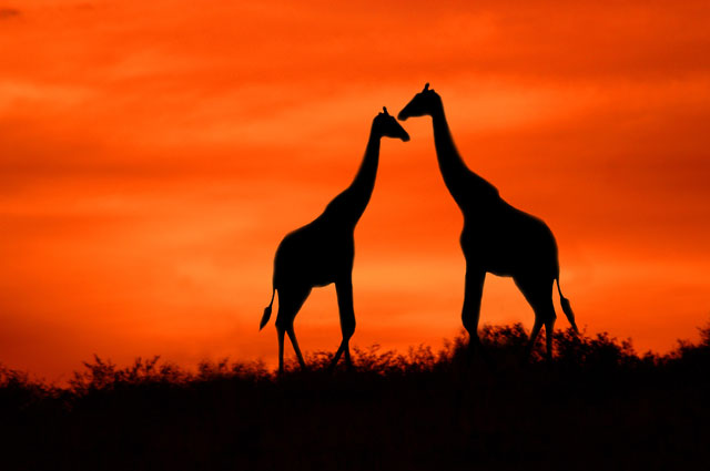 African Safari