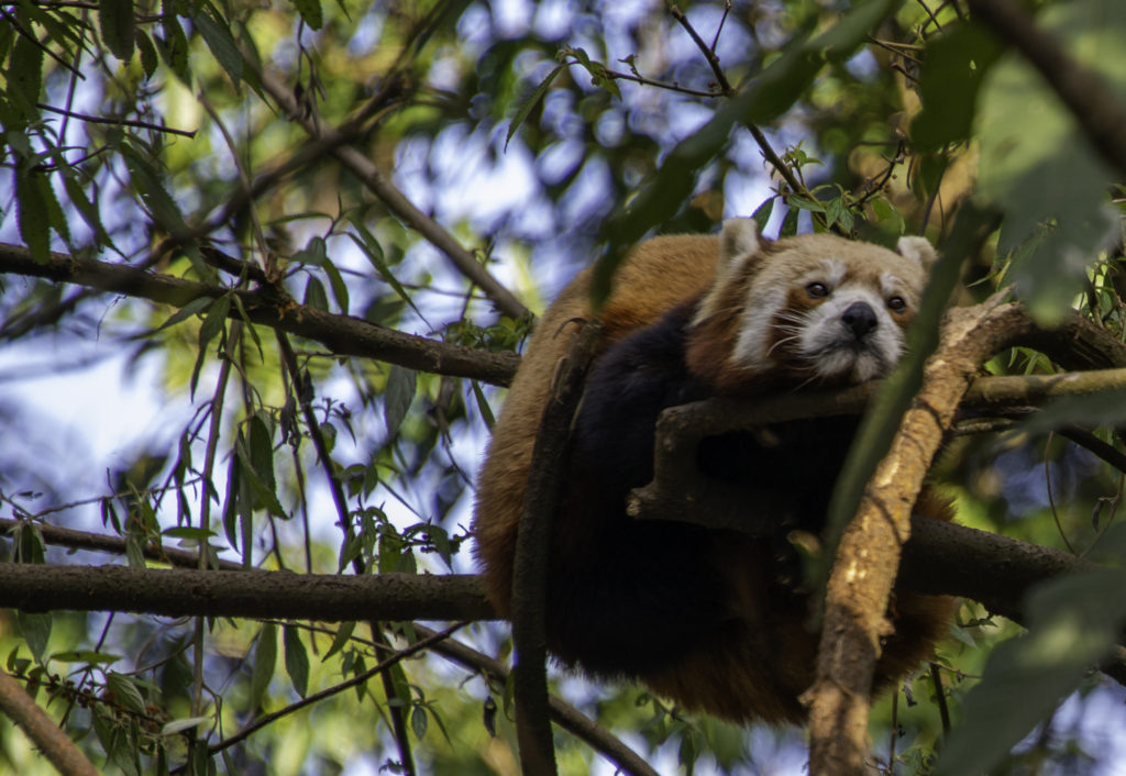 Red Panda