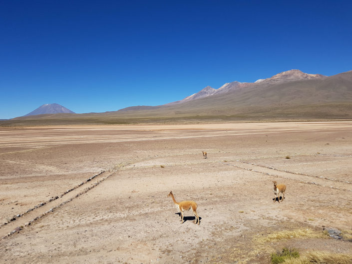 Pampa Cañahuas