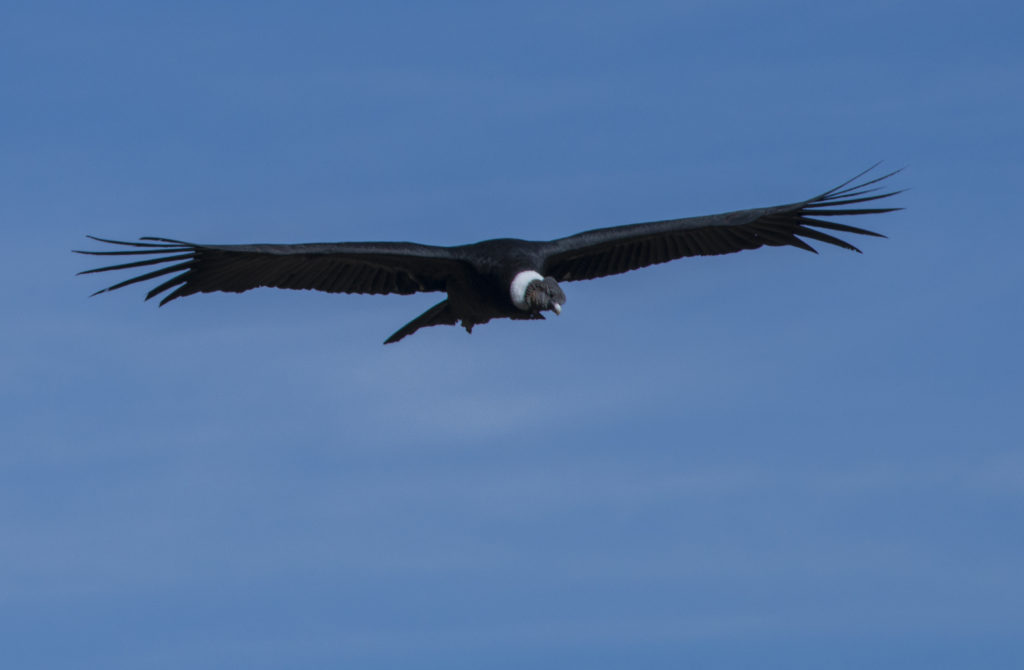 Condor in Colca