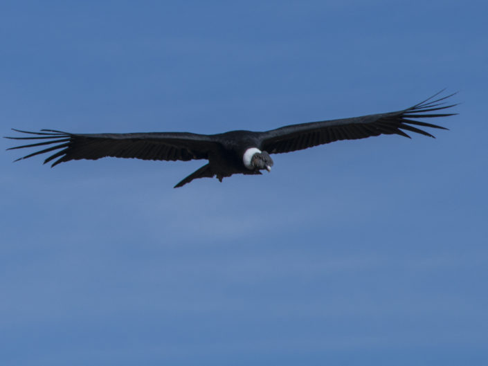 Condor in Colca