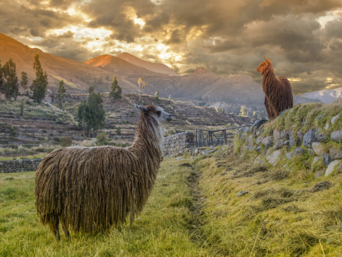 Alpacas at Colca