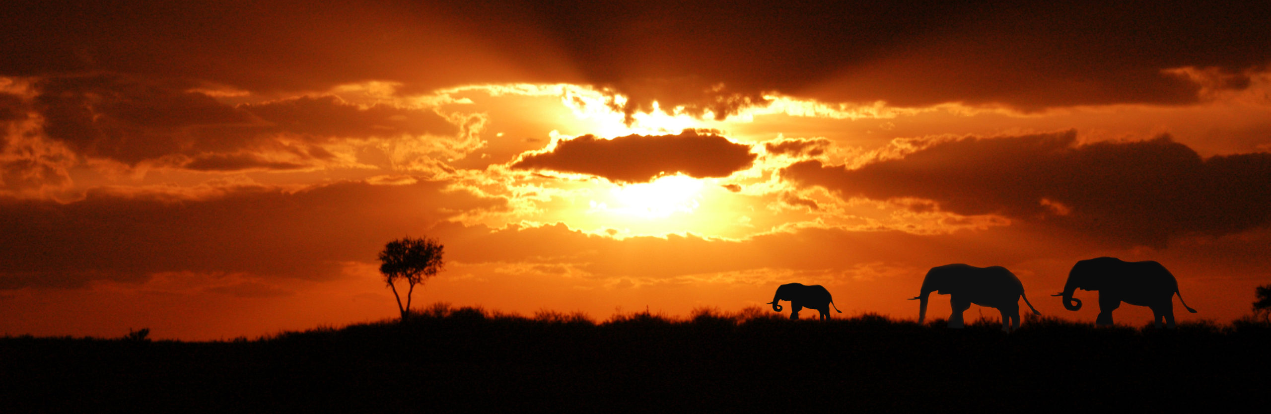 Elephants at Masai Mara