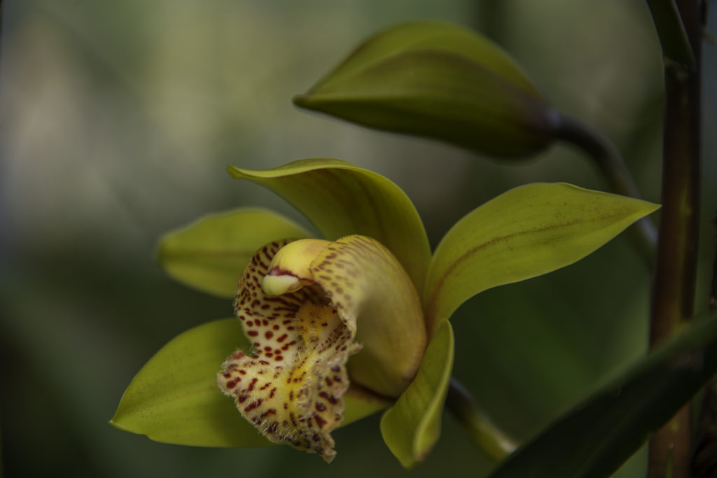 Green Orchid at Takdah