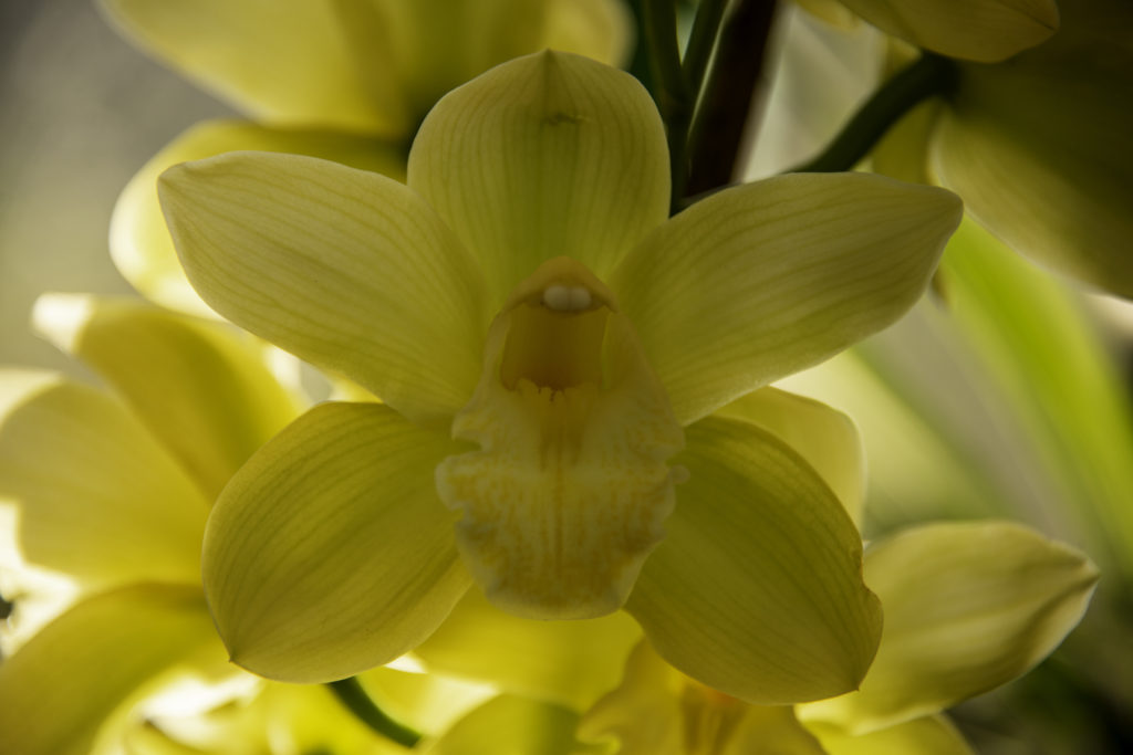 Yellow Orchid at Takdah