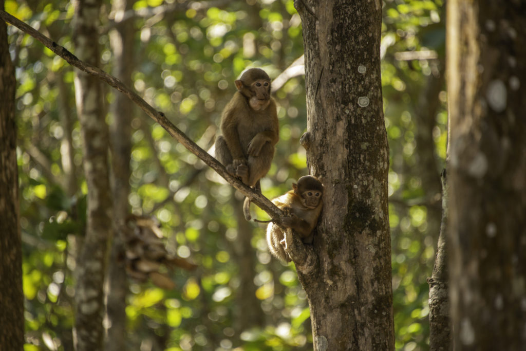 Langurs (Monkeys)