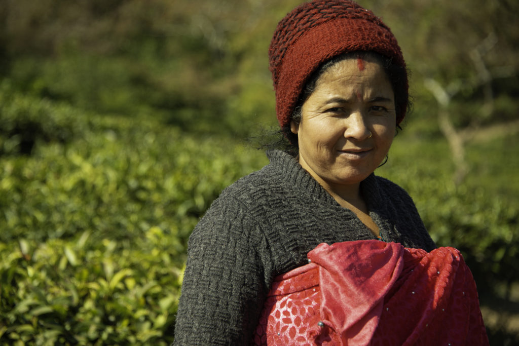 Tea picker at Peshoke Tea Gardens