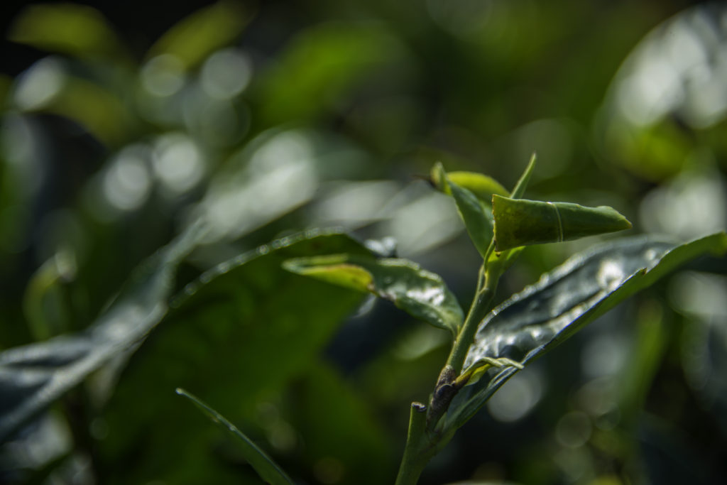 Tea Leaves at Peshoke