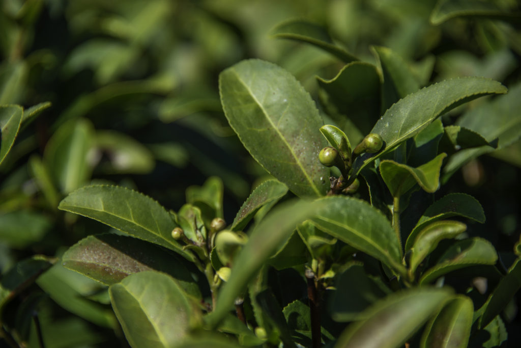 Tea Flower Buds at Peshoke