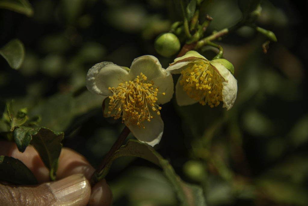 Tea Flowers at Peshoke