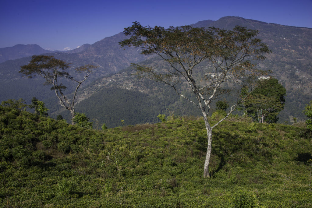 Tea Gardens at Peshoke