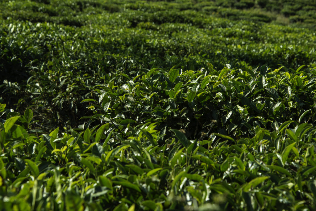 Tea Leaves at Peshoke