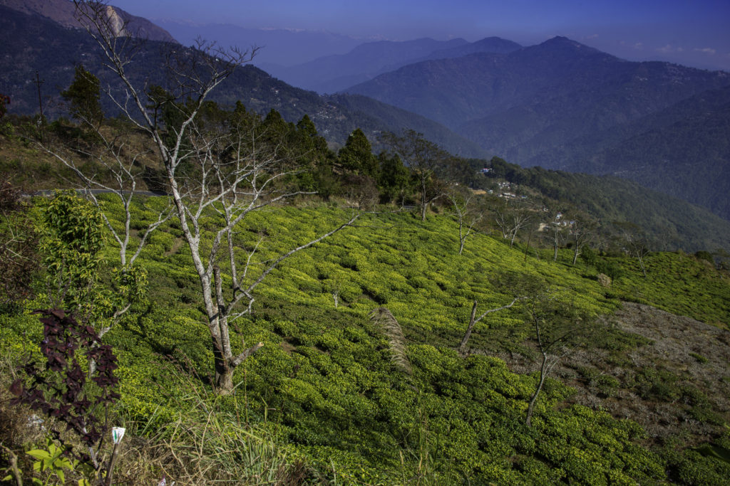 Peshoke Tea Plantations