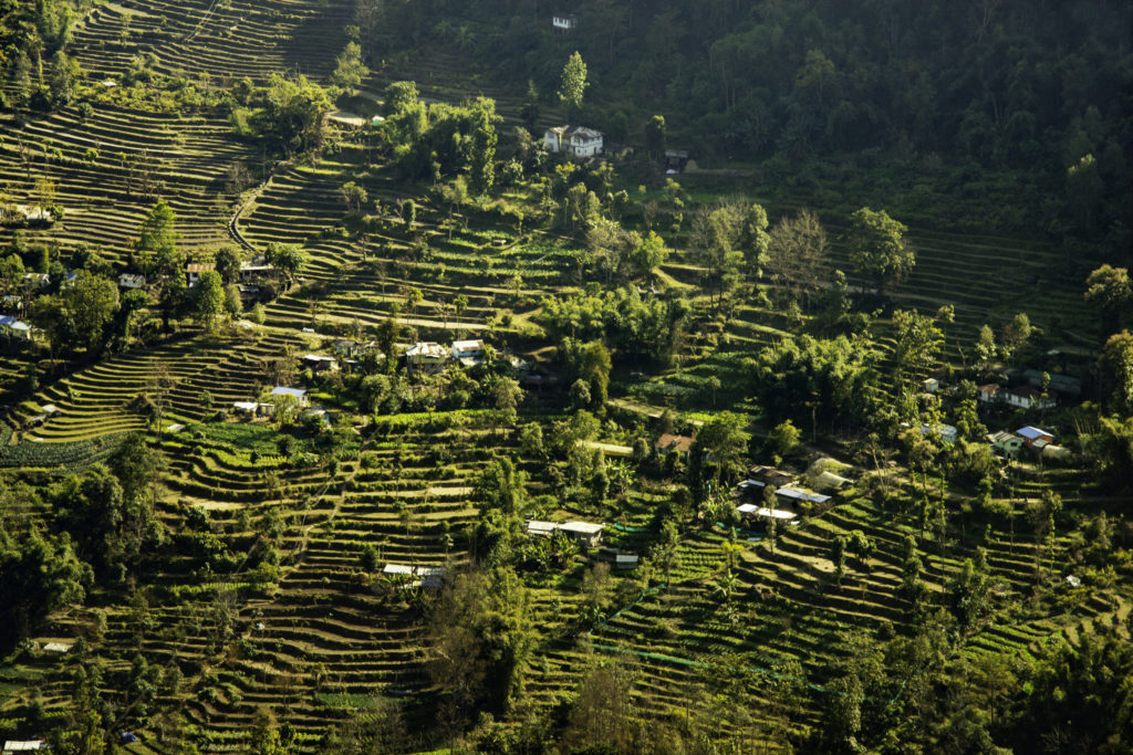 Terraced Tea Plantations