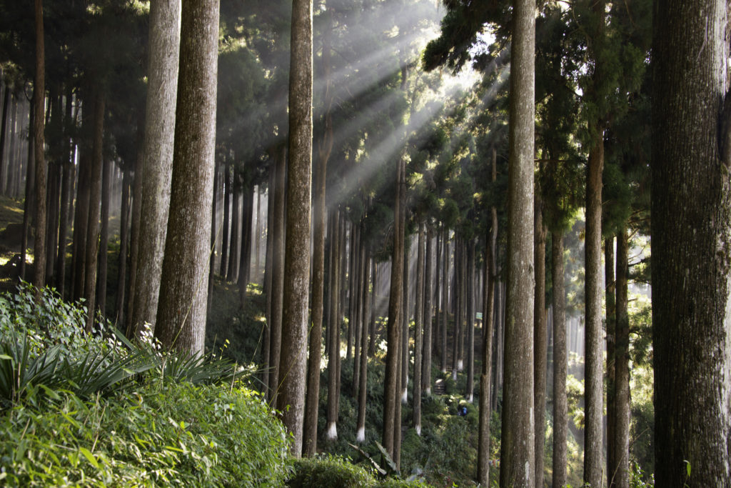 Lamahatta Eco Park.