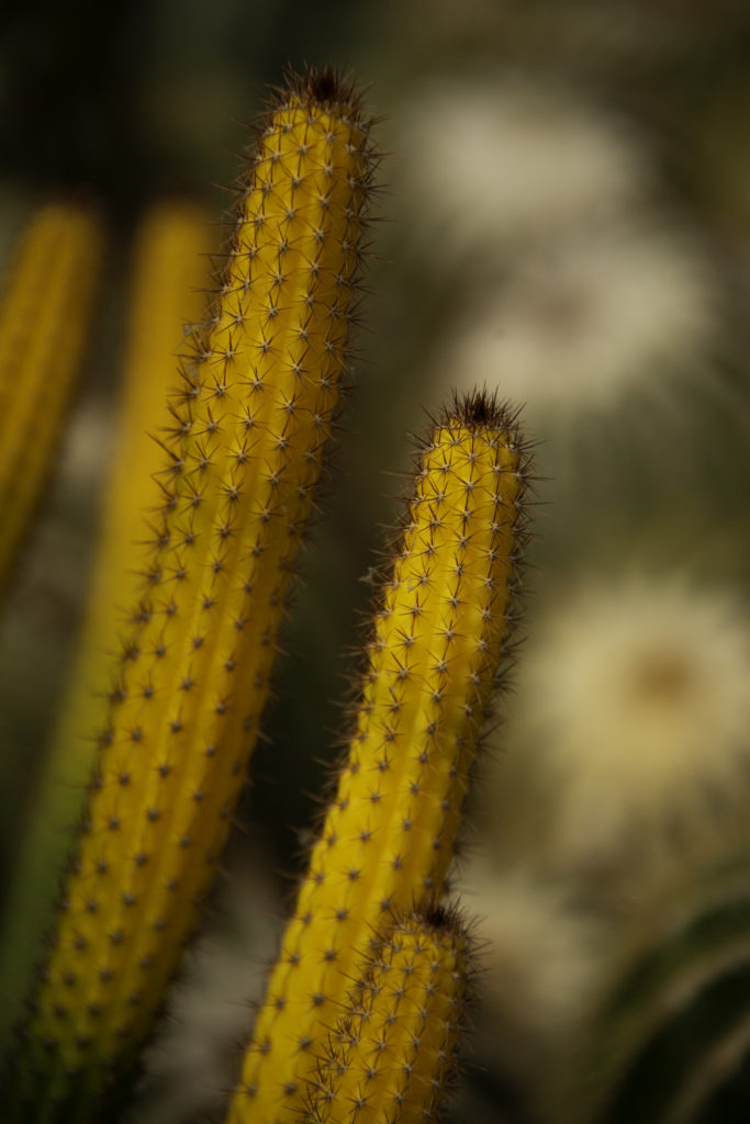 Cacti at the Pine View Nursery