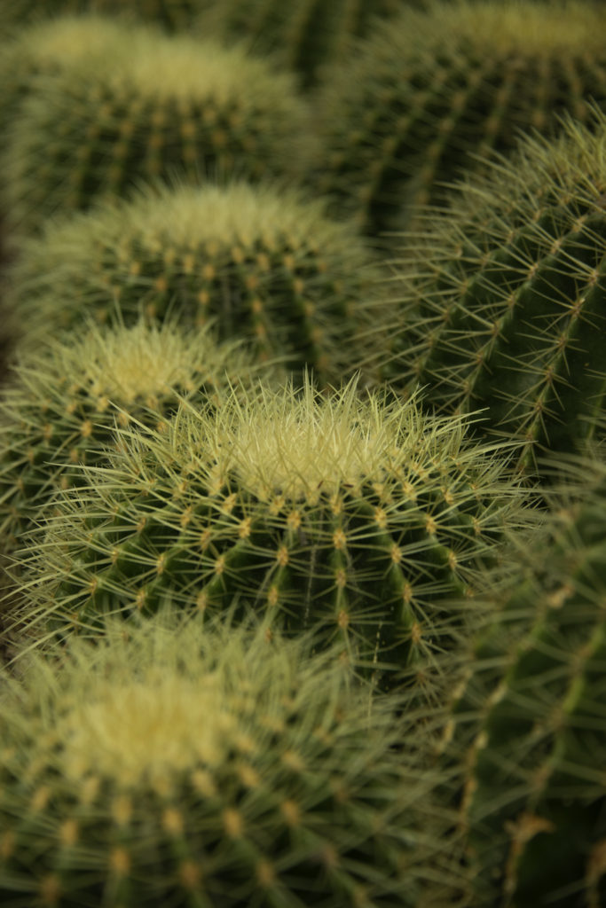 Cacti at the Pine View Nursery