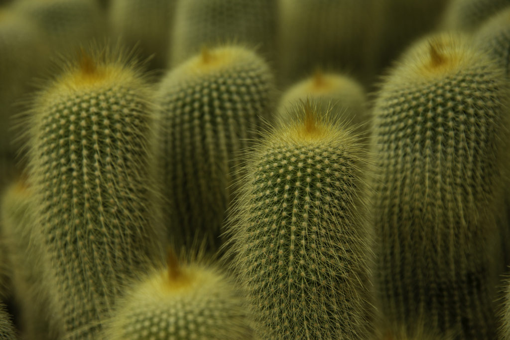 Cacti at the Pine View Nursery