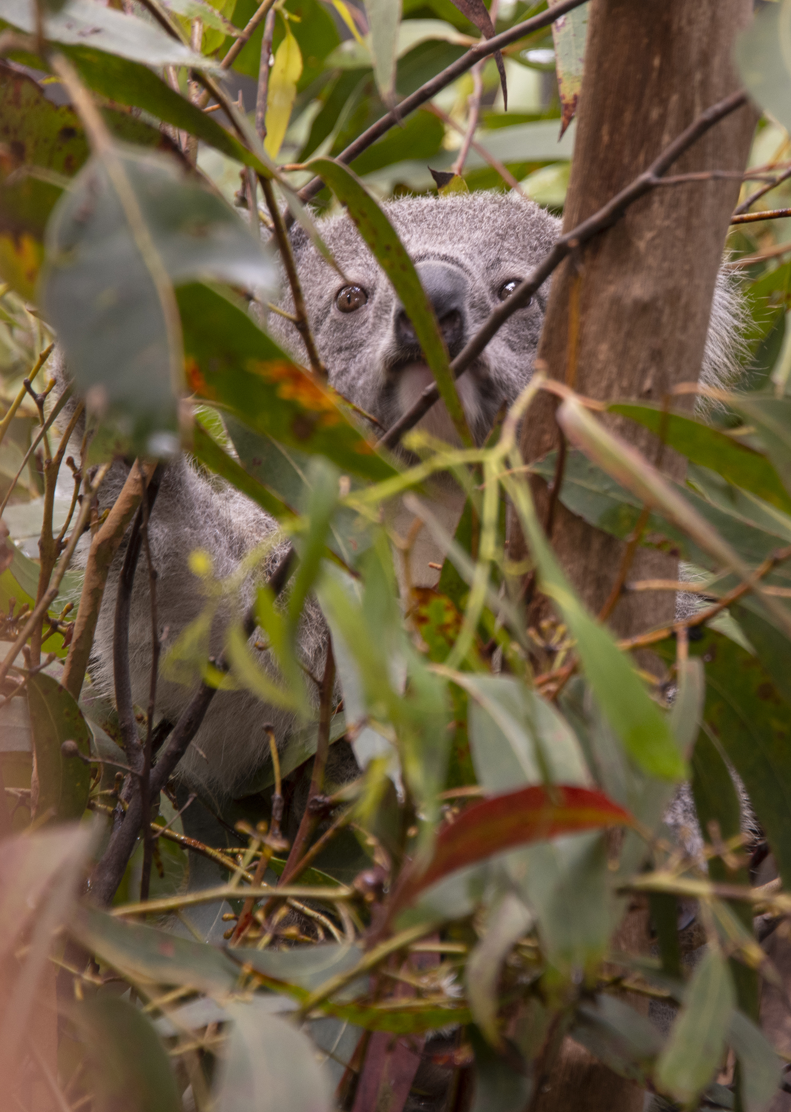 Baby Koala Summer at Koala Hospital in Port Macquarie