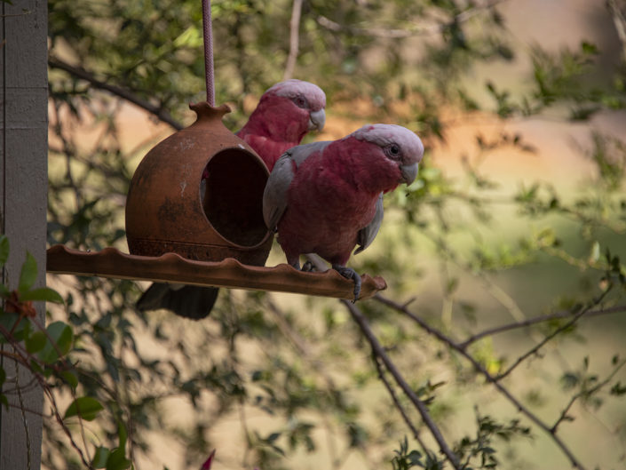 Parrots in Hunter Valley