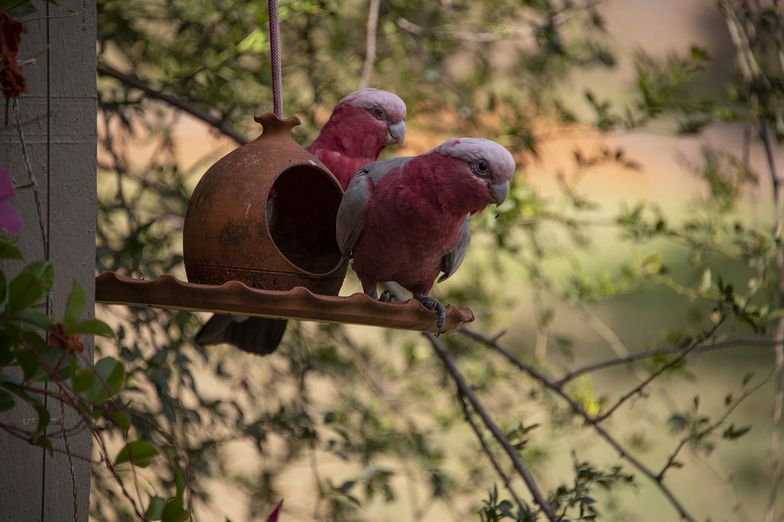 Parrots in Hunter Valley