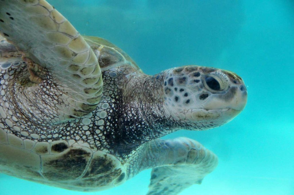 Sea Turtle in Cancun