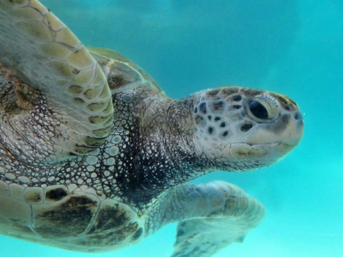 Sea Turtle in Cancun